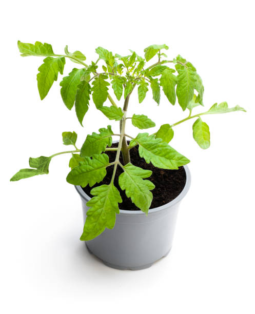 istock Tomato plant in a pot isolated on a white 1153050599