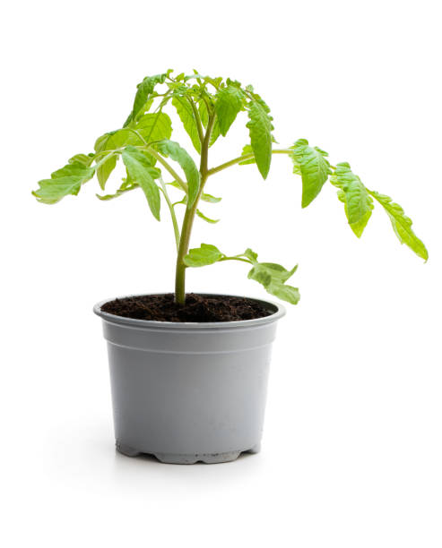 istock Tomato plant in a pot isolated on a white 1153050600