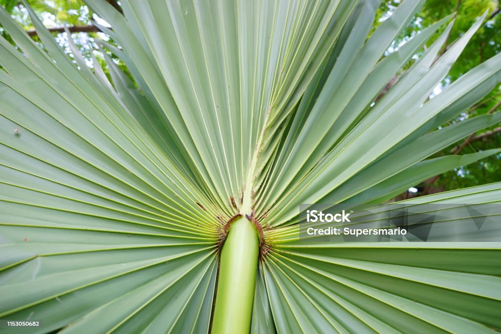 Green Plam leaf Leaf, Plant, Caribbean, Caribbean Sea, Close-up Tree Stock Photo