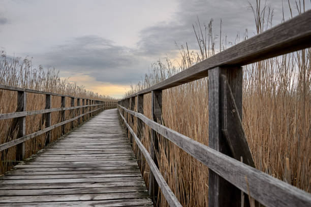 istock boardwalk in the nature reserve at Federsee Germany 1153050920