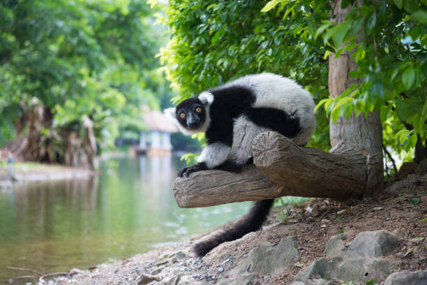 black-and-white ruffed lemur The black-and-white ruffed lemur is sit on log near river lemur madagascar stock pictures, royalty-free photos & images