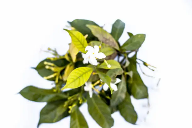 Close up of Indian jasmine flowers or juhi flower isolated on white.