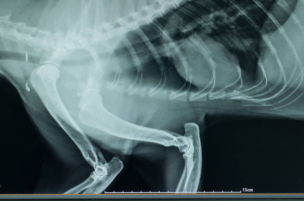 radiografia laterale horax - vet x ray veterinary medicine x ray image foto e immagini stock