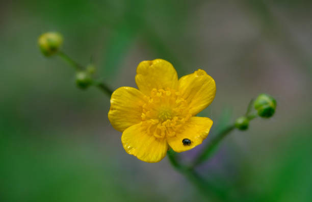 istock Single yellow flower close up 1153052432