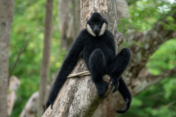 Northern white-cheeked gibbon
