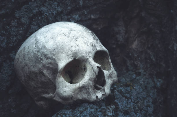 istock Real human skull on tree roots texture background. The remains of a medieval warrior. Gothic nature background for cover 1153053190