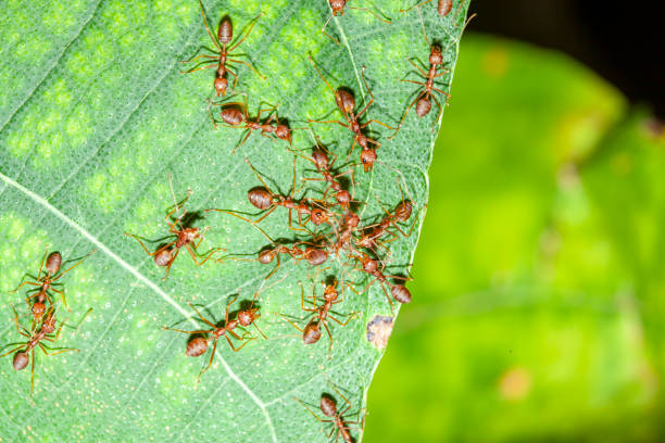 istock Group red ant attack one red ant on leaf in nature 1153053386