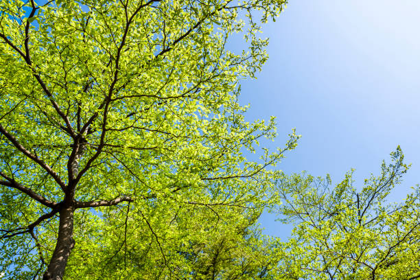 istock Green trees with blue sky 1153054315