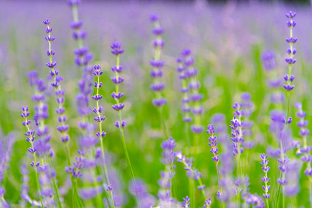 istock Violet Lavender flowers 1153054482