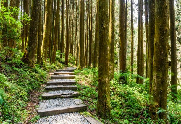 istock Stone stair in green forest 1153054653