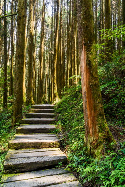 istock Stone stair in green forest 1153054661