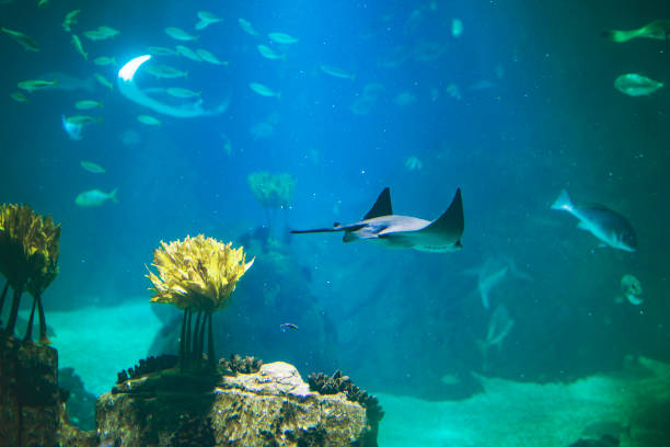 istock Fishes in Lisboa aquarium 1153054732
