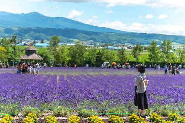 Tourist enjoying the vest violet Lavender flowers field in summer sunny day at Farm Tomita, Furano, Hokkaido, Japan