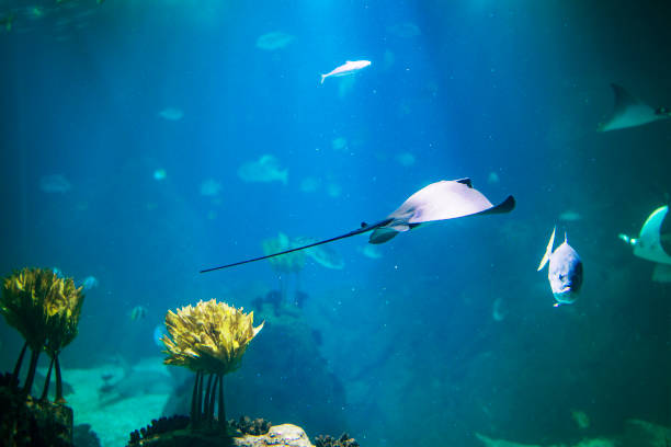 istock Fishes in Lisboa aquarium 1153054915
