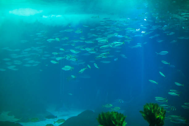 istock Fishes in Lisboa aquarium 1153054951