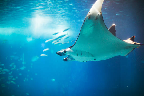 istock Fishes in Lisboa aquarium 1153055757