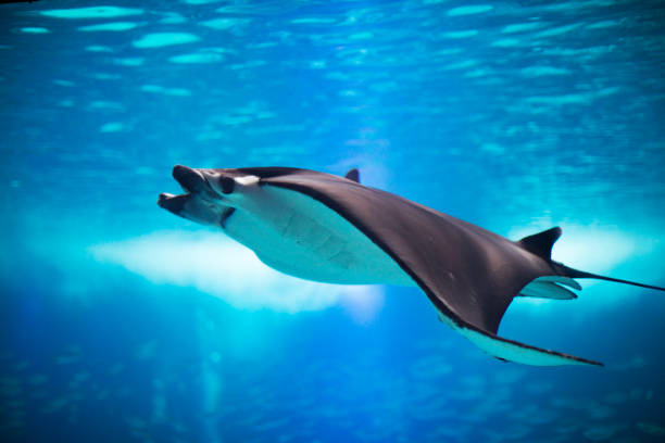 istock Fishes in Lisboa aquarium 1153055833