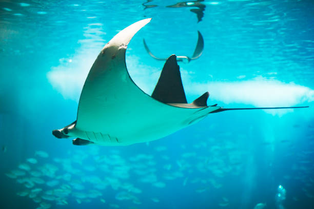 istock Fishes in Lisboa aquarium 1153055883