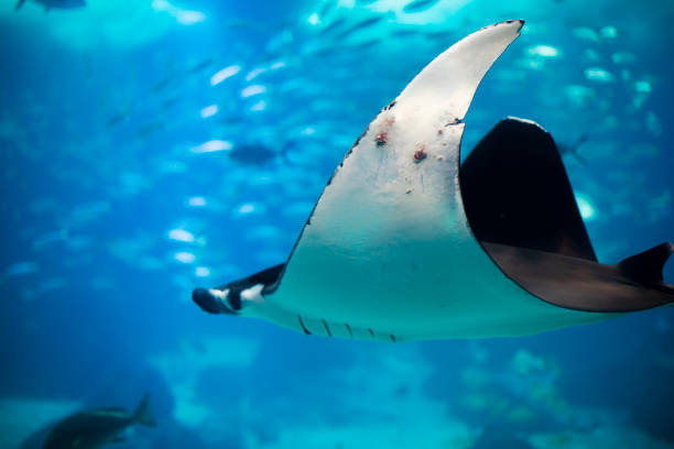 istock Fishes in Lisboa aquarium 1153055915