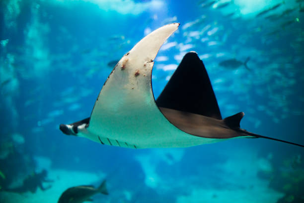 istock Fishes in Lisboa aquarium 1153055918