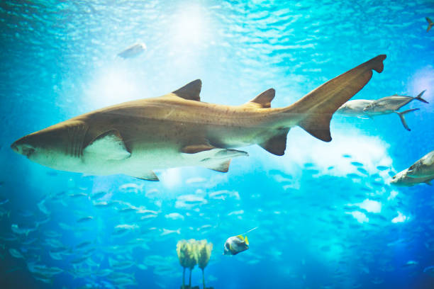 istock Fishes in Lisboa aquarium 1153056025