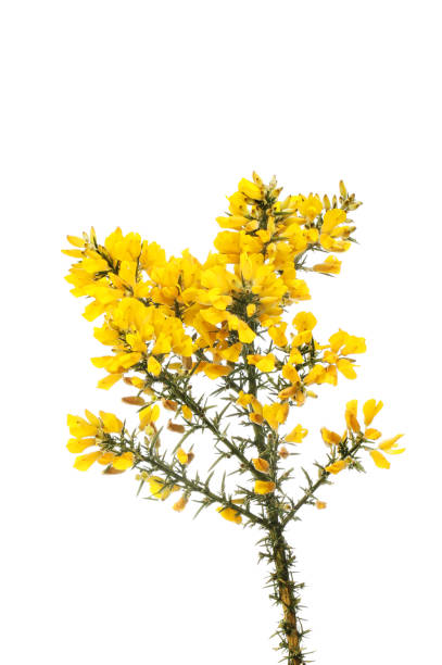 Gorse Gorse flowers and prickly foliage isolated against white furze or gorse ulex europaeus stock pictures, royalty-free photos & images