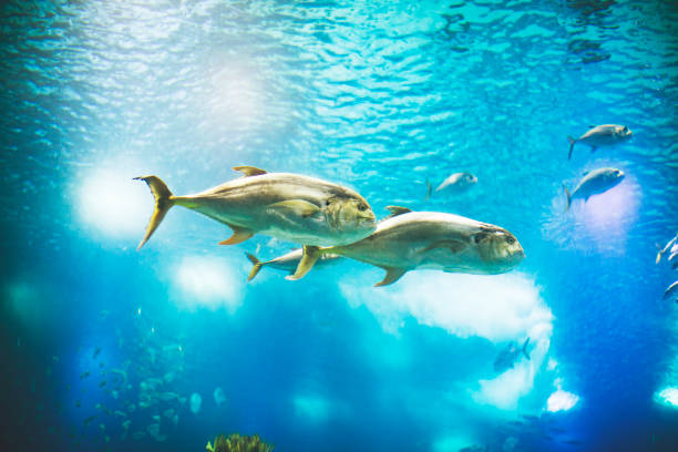 istock Fishes in Lisboa aquarium 1153056590