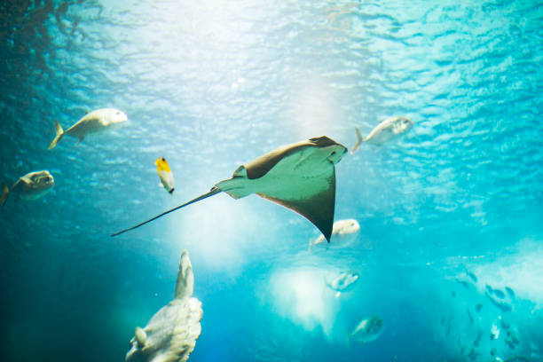 istock Fishes in Lisboa aquarium 1153056722