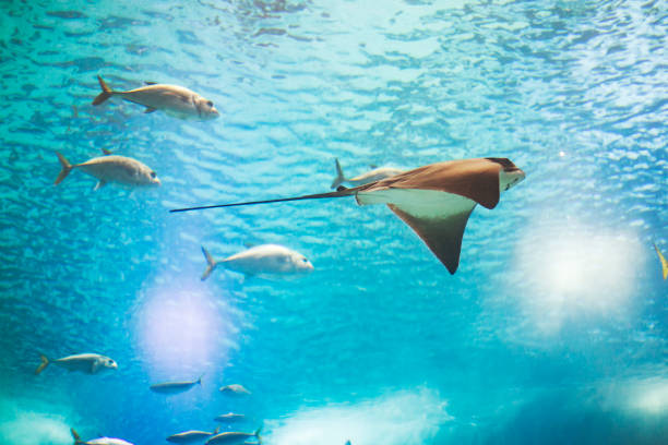 istock Fishes in Lisboa aquarium 1153056758