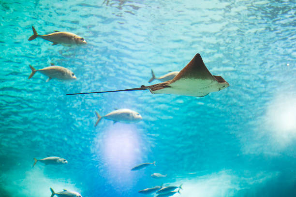 istock Fishes in Lisboa aquarium 1153056760