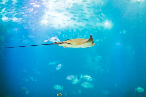istock Fishes in Lisboa aquarium 1153056761