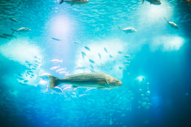 istock Fishes in Lisboa aquarium 1153056859
