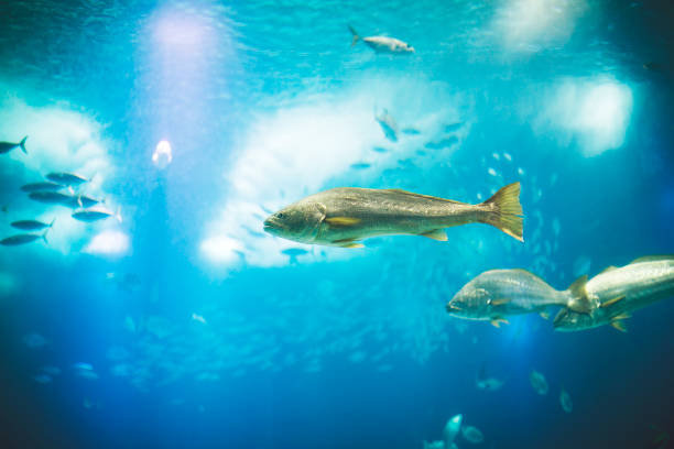 istock Fishes in Lisboa aquarium 1153056863
