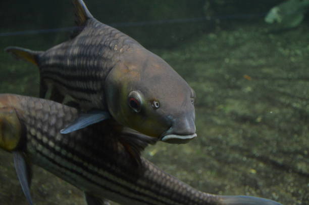 istock Tropical fish in aquarium 1153057889