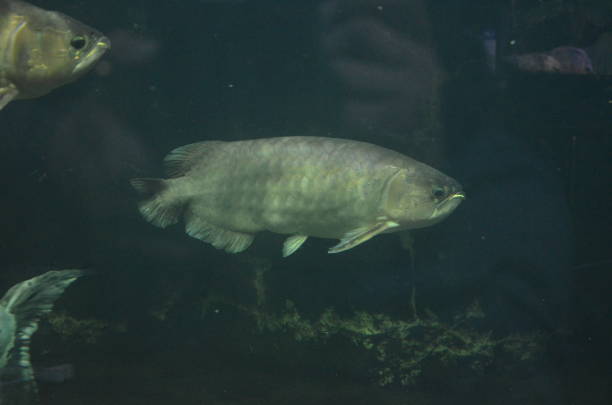istock Tropical fish in aquarium 1153057890