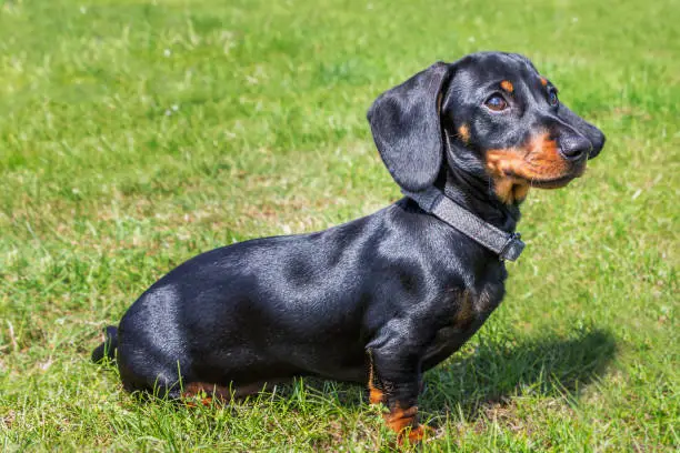 Photo of Portrait of a puppy miniature Dachshund, short haired black and tan with a beautiful shiny glossy coat outside on grass in the sunshine