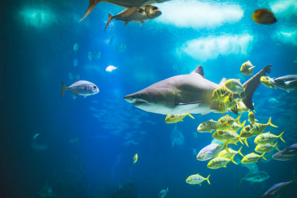 istock Fishes in Lisboa aquarium 1153058102