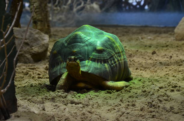 istock Land Tortoise walking in Sand 1153058120