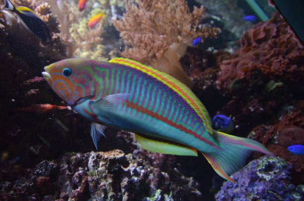 istock Tropical fish in aquarium 1153058696
