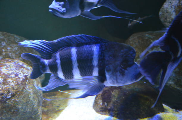 istock Tropical fish in aquarium 1153059051