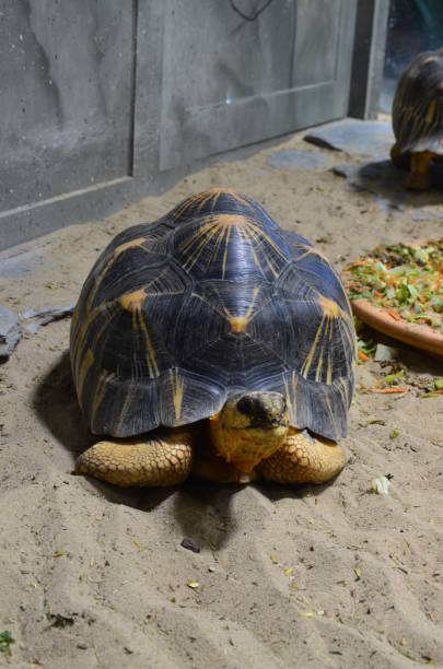istock Land Tortoise walking in Sand 1153059184