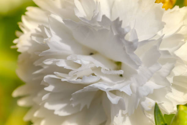 istock White carnation closeup on a green background. 1153060975