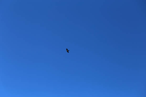 istock Blue Sky and One Bird Flying 1153062172