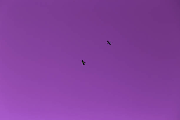 istock Purple Sky and Two Birds Flying 1153062182