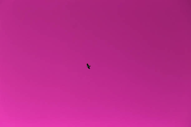 istock Pink Sky and One Bird Flying 1153062186