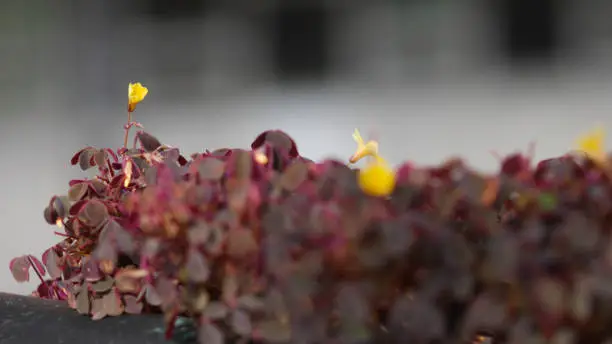 Photo of Beautiful Oxalis stricta (Yellow woodsorrel)