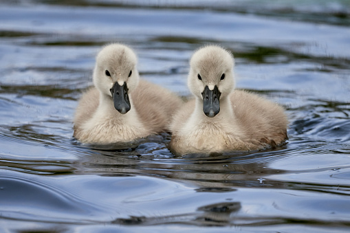 Two swan chicks / cygnets swimming in the water