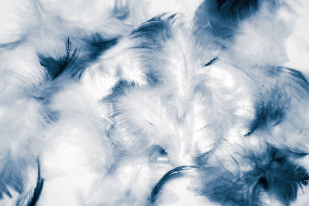 istock Beautiful abstract color white and blue feathers isolated on white background pattern and wallpaper 1153063424