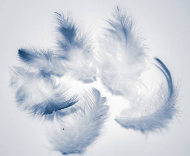 istock Beautiful abstract color white and blue feathers isolated on white background pattern and wallpaper 1153063447