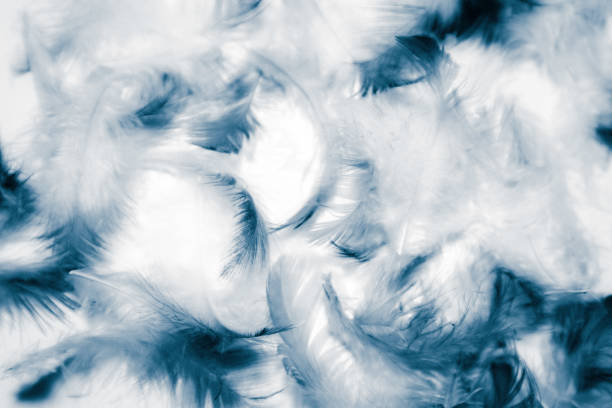 istock Beautiful abstract color white and blue feathers isolated on white background pattern and wallpaper 1153063467